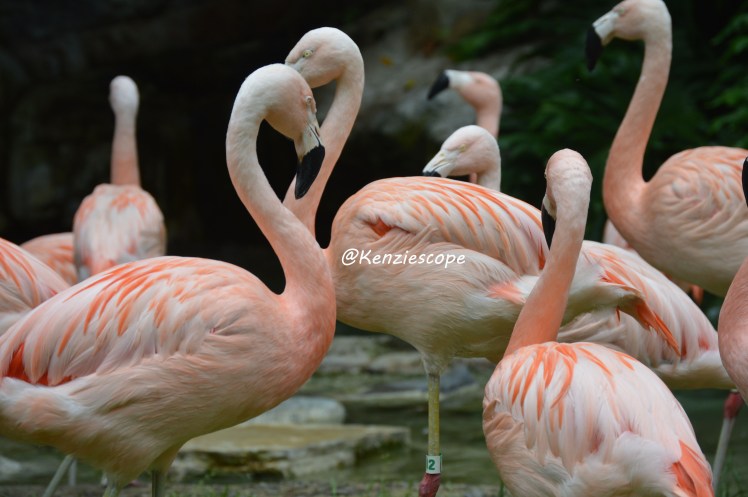Flammingo