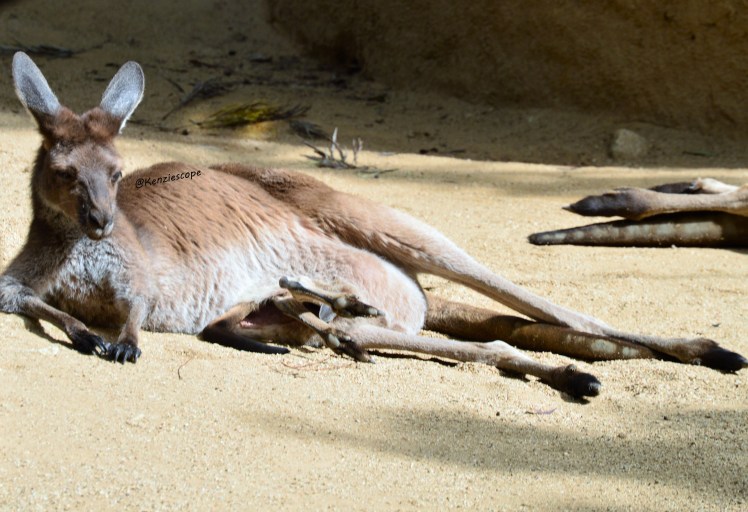 Kangaroo